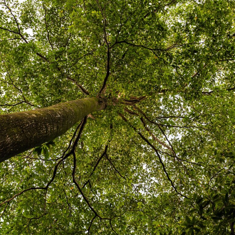 Horizontes: Ode ao natural